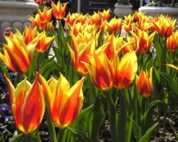 Nagasaki Tulips